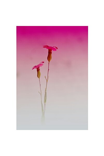 OEM Tablou Canvas, Flori delicate in amurgul trandafiriu