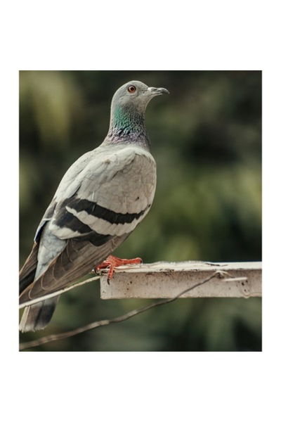 OEM Tablou Canvas, "Porumbel odihnindu-se pe margine"