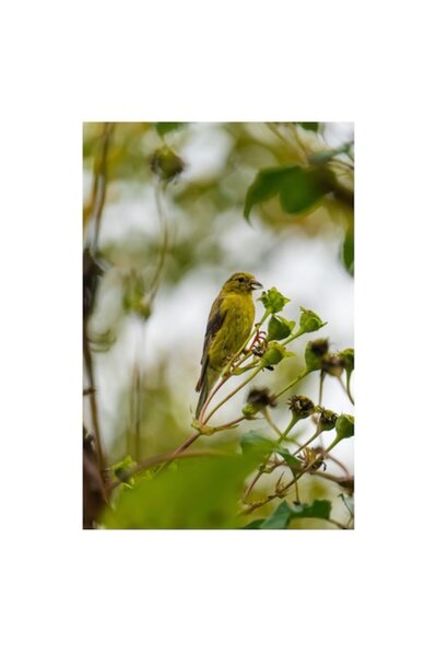 OEM Tablou Canvas, "Cantecul mierlei printre crengi verzi", Verde, Pene, Ramu...