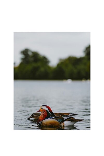 OEM Tablou Canvas, 'Rate mandarine pe lac linistit'