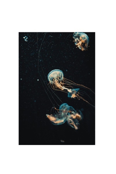 OEM Pictură pe pânză, „Dansul grațios al meduzelor marine”, 39 x 54cm