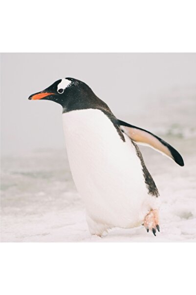 OEM Pictură pe pânză, „Pinguinul explorator pe gheață albă”, 50 x 50 cm