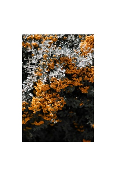 OEM Tablou Canvas, 'Galbenul toamnei printre frunze verzui'