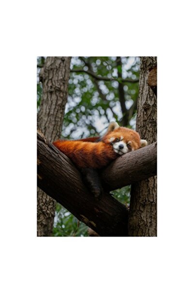 OEM Pictură pe pânză, „Panda roșu odihnindu-se pe copac”, multicolor, 50 x 70 cm