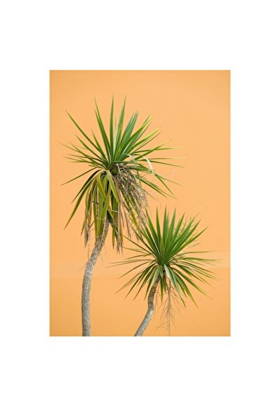 OEM Pictură pe pânză, „Palmieri în fața unui perete portocaliu”, 50 x 50cm