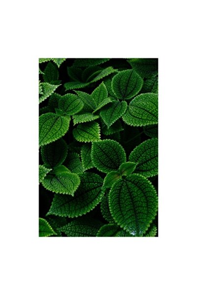 OEM Pictură pe pânză, „Frumusețea ascunsă a frunzelor verzi”