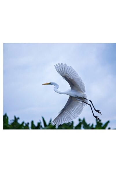 OEM Pictură pe pânză „Armonie în zborul unui stârc alb”, Cer, Pasăre, Aripi, ...