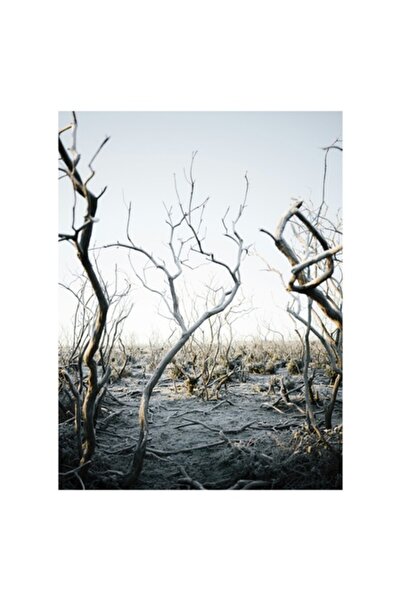 OEM Tablou Canvas, Tacerea inghetata a pustietatii