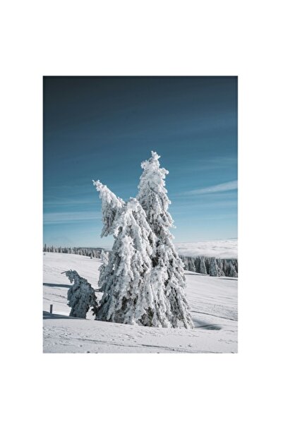 OEM Tablou Canvas, "Iernatic duet de brazi ninsi", Zapada, Copac, Iarna, Cer,...