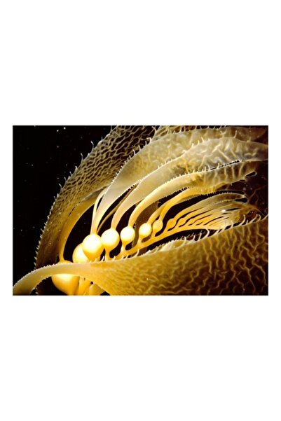 OEM Pictură pe pânză, „Dansul elegant al algelor marine”, Frunze, Lumină, Miș...