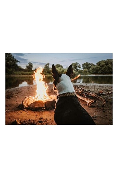 OEM Tablou Canvas, "Caine privind focul de tabara", Caine, Foc, Noapte, Natura, Lumina, Rau, Copaci, Cer