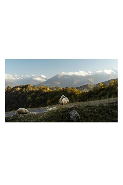 OEM Tablou Canvas, 'Oile pasunand in muntii inzapeziti', Norii, Muntele, Oi, Padure, Cer, Drum, Peisaj,