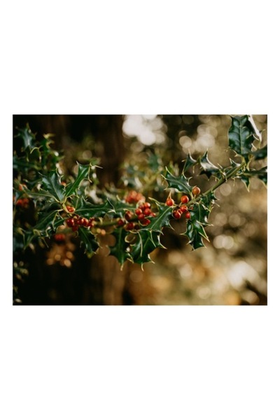 OEM Pictură pe pânză „Frunziș de toamnă cu fructe roșii”, Frunze verzi, Lucios, Fructe de pădure roșii, Ramură