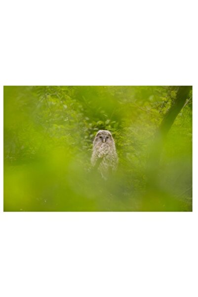 OEM Pictură pe pânză, „Bufniță ascunsă printre frunze verzi”, Artă murală cu ...