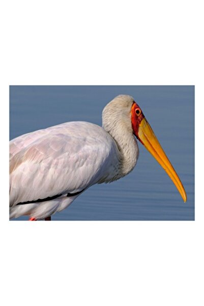 OEM Tablou Canvas, 'Pelicani gratiosi la apusul seren', Pasare