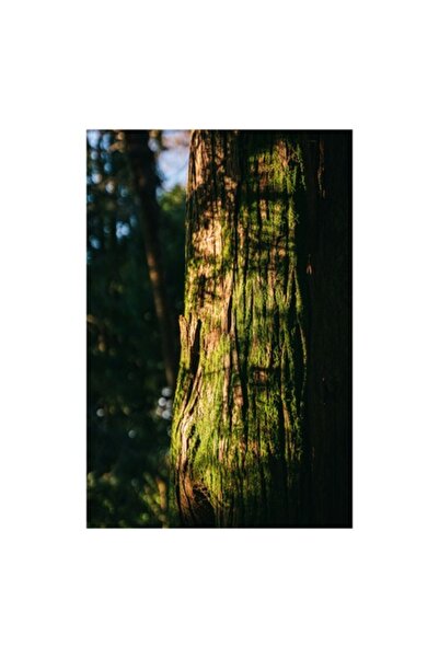 OEM Pictură pe pânză, „Scoarță de copac în lumina soarelui cu mușchi”, 39 x 5...