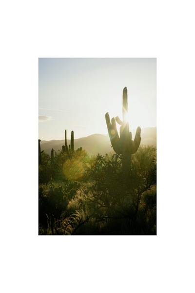 OEM Tablou Canvas, 'Rasarit printre cactusii desertici', Soare, Apus, Cactus, Silueta, Desert, Lumina, P