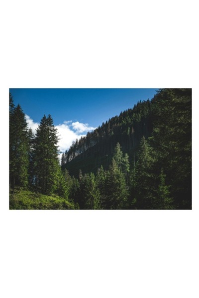 OEM Pictură pe pânză, „Verdele etern al pădurii carpatine”, Copaci, Cer, Munte, Natură, Umbre