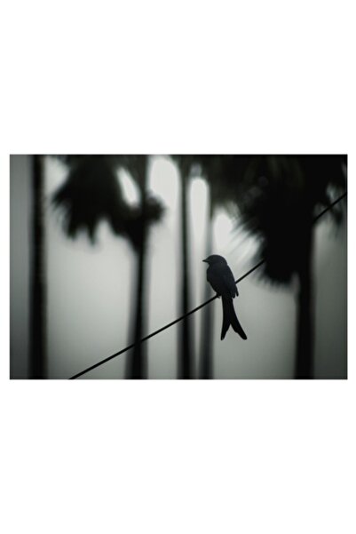 OEM Tablou Canvas - Pasăre solitară în ceața dimineții