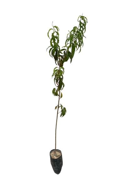 EGE GARDEN Nektarin (Tüysüz Şeftali) Fidanı – Aşılı – 2 Yaş – Tüplü – Canlı v...