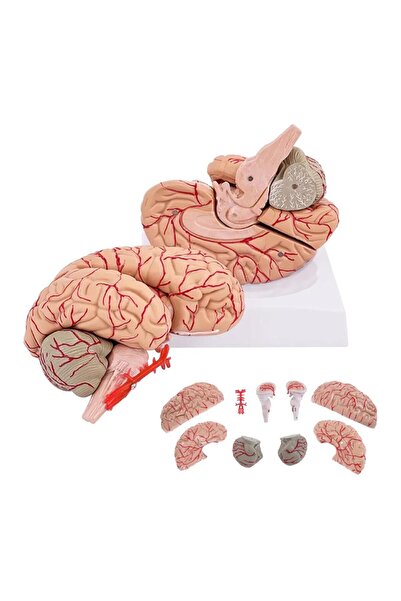 Naturachi Parçalı Beyin Maketi Model 52