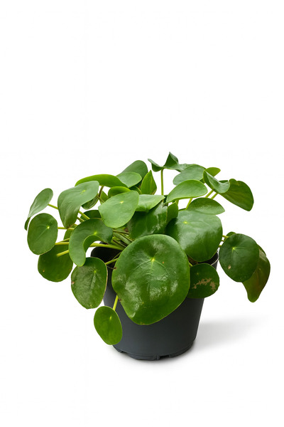 Floryalibotanik Pilea Peperomioides - Çin Para Bitkisi