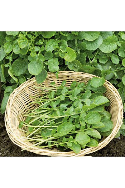 Aydınlı Tohumculuk Beşli Yeşillik Tohum Seti, Dereotu, Roka, Tere, Kuzukulağı...