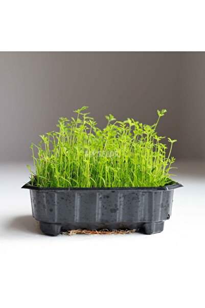 Aydınlı Tohumculuk Taze Beşli Mikro Yeşillik Seti, Havuç, Kırmızı Turp, Ispan...