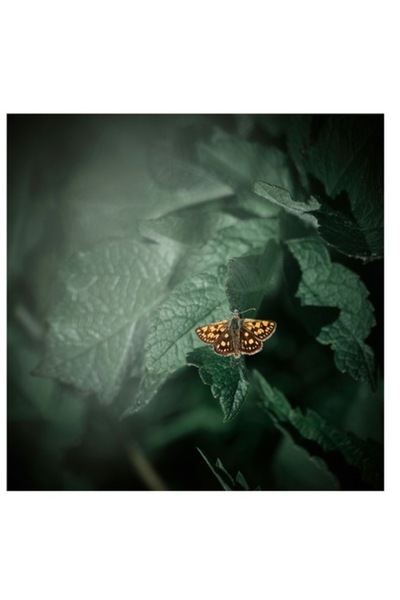 OEM Tablou Canvas, 'Fluturele auriu pe frunza verde'