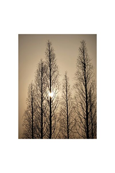 OEM Pictură pe pânză, „Raze de soare prin ramuri înalte”, Cer, Apus de soare,...