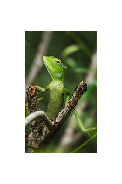 OEM Tablou Canvas, 'Soparla verde printre crengi uscate', 100 x 100 cm