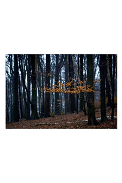 OEM Tablou Canvas, "Frunzele aurii ale padurii toamna", Copaci, Toamna, Natur...