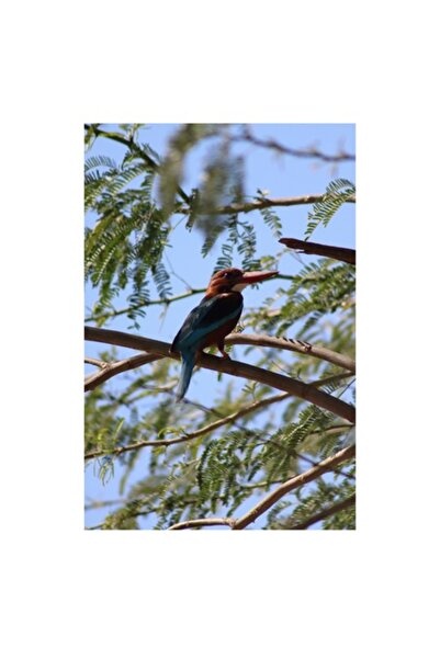 OEM Pictură pe pânză, „Pescăruș printre ramuri verzi”, 100 x 150 cm