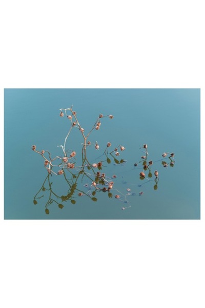 OEM Pictură pe pânză, „Reflecții delicate pe apă calmă”, Flori, Reflecții, Ap...