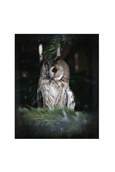 OEM Tablou Canvas, 'Bufnita ascunsa in crengile de brad', 50 x 70cm