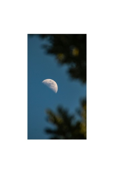 OEM Tablou Canvas, Luna printre ramuri intunecate, Luna, Cer, Umbre, Natura, Lumina, Seara, Mister, Calm