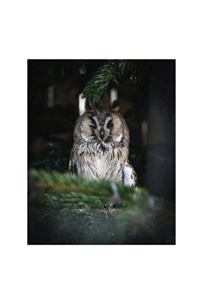 OEM Tablou Canvas, "Bufnita pitita printre ramuri de brad", 39 x 54cm