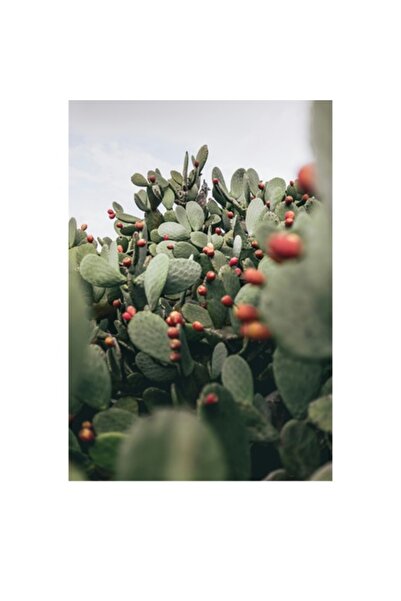 OEM Pictură pe pânză, „Oază de cactuși cu fructe colorate”, spini, verde, cactuși, roșu, fructe, natură, T