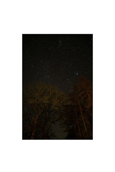 OEM Tablou Canvas, "Stelele stralucesc peste padurea intunecata", Stele, Cer,...