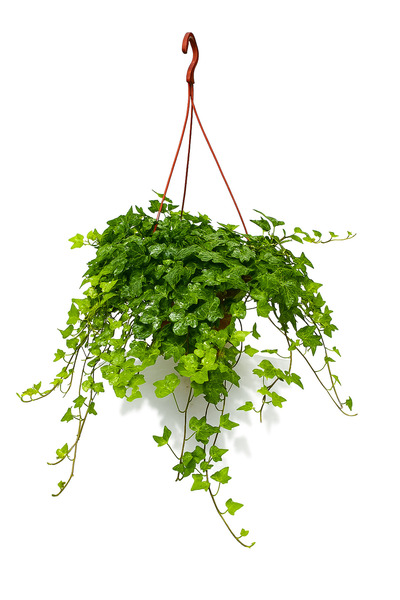 Floryalibotanik Orman Sarmaşığı Küçük Yeşil Yapraklı Hedera helix