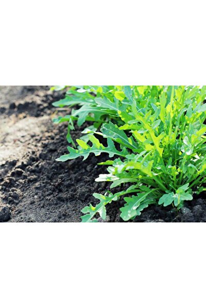 Aydınlı Tohumculuk Taze Yeşilliklikler Dörtlü Tohum Seti, Dereotu, Maydanoz, ...