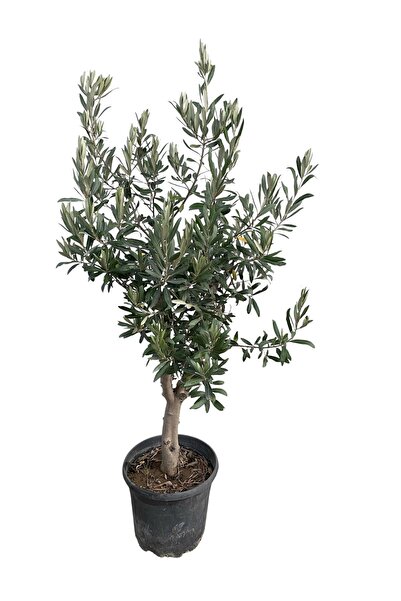 EGE GARDEN 10 Yaş Gemlik Zeytin Fidanı – Saksılı – Canlı ve Sağlıklı