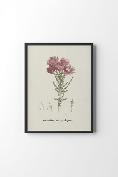 epiqart Phaenocoma Prolifera - الإطار الأسود