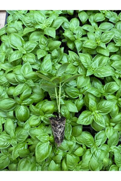 Mercan Fide Italyan Fesleğen Fidesi 10 Adet (GENİŞ YAPRAKLI YEŞİL FESLEĞEN) Topraksız Tarım - Açık Alan - Sera