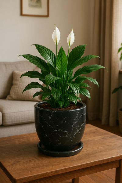 Evdek Tabaklı Siyah Mermer Desenli U Çömlek Saksı 24x24 Cm