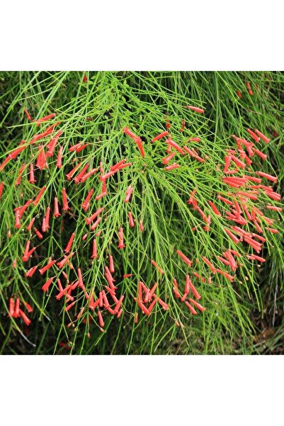GoldLotus Kırmızı Mercan Çiçeği (Russelia Equisetiformis)