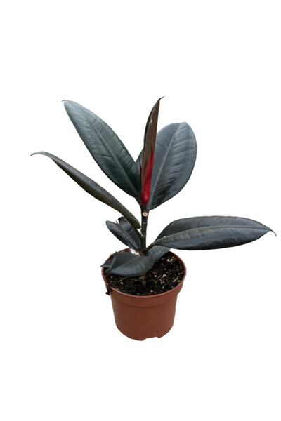 Betonish Ficus Elastica 'Abidjan' (Kauçuk Çiçeği)