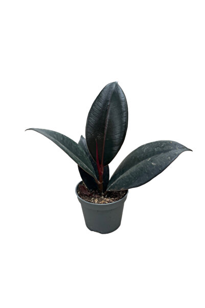 Betonish Ficus Elastica 'Abidjan' (Kauçuk Çiçeği)