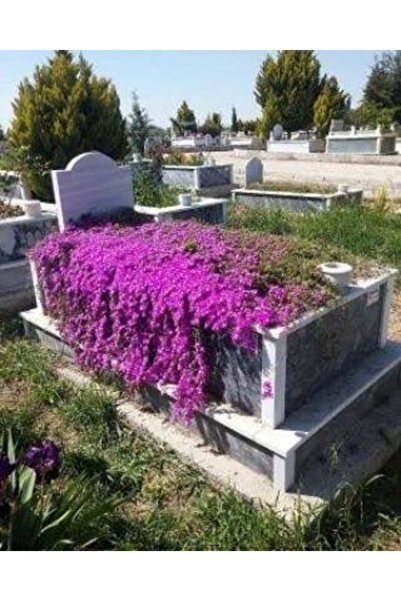 Köy Tohumları 100 Adet Tohum İthal Asteriks Astrix Aserikx Çiçeği Tohumu Meza...