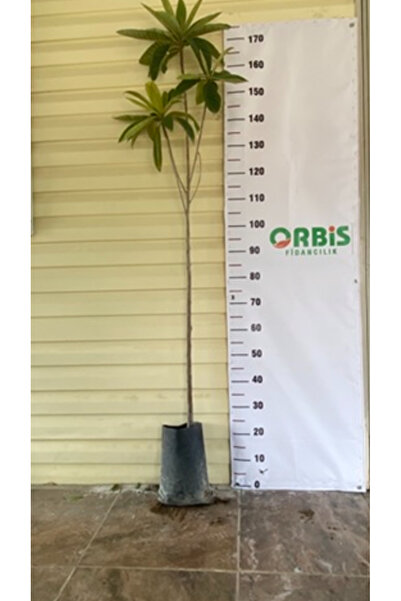 Orbis fidancılık Tüplü Malta eriği (Yeni Dünya )